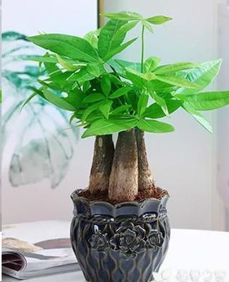 冬天盆栽可以用塑料袋套嗎?冬天,盆栽植物被塑料袋覆蓋