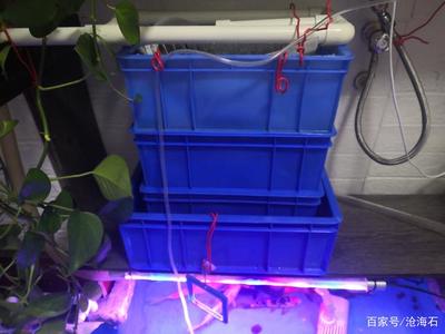 錦鯉可以長期養在塑料盒里嗎?塑料盒里可以養魚嗎?